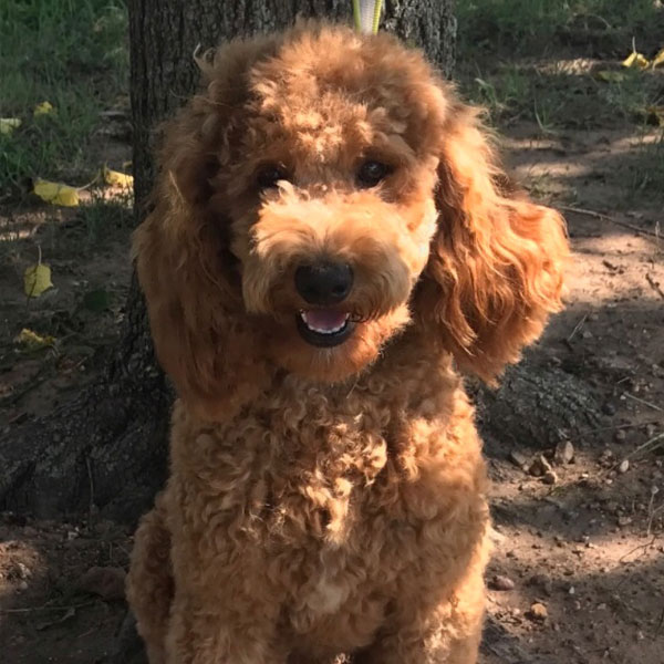 AKC Miniature Poodle