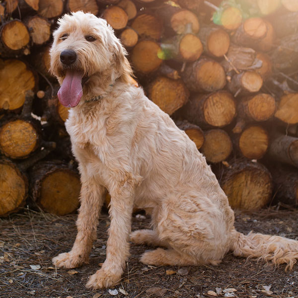 Goldendoodle