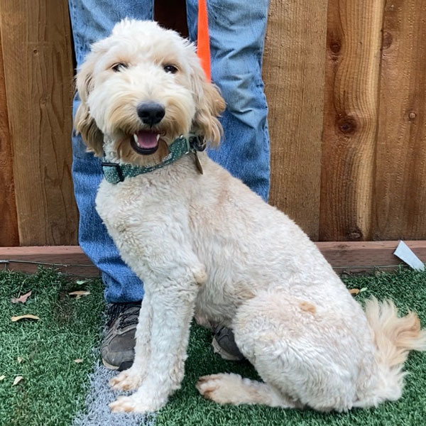 Goldendoodle