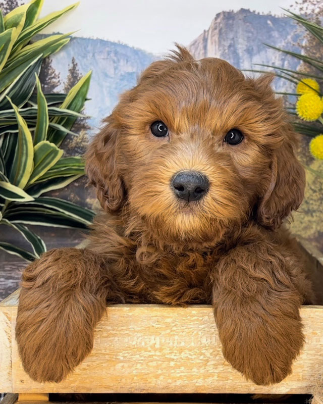 Mini Goldendoodle Puppies and Mini Australian Labradoodle Puppies
