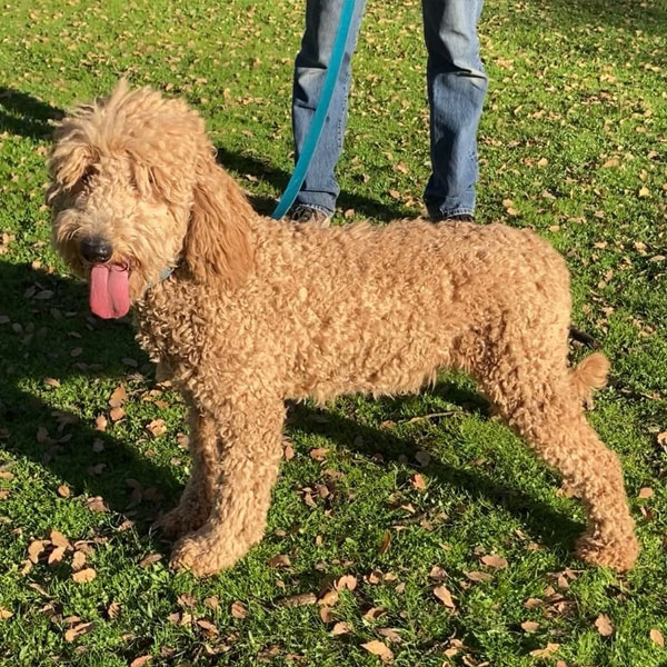 Goldendoodle