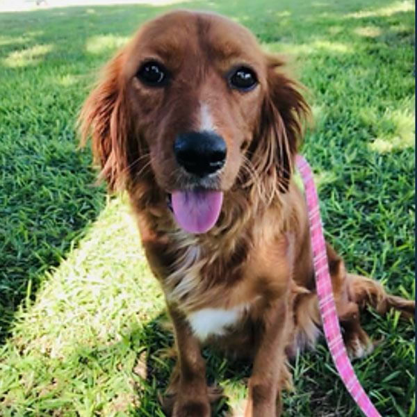 Dakota Sport Retriever