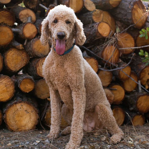 Standard Poodle