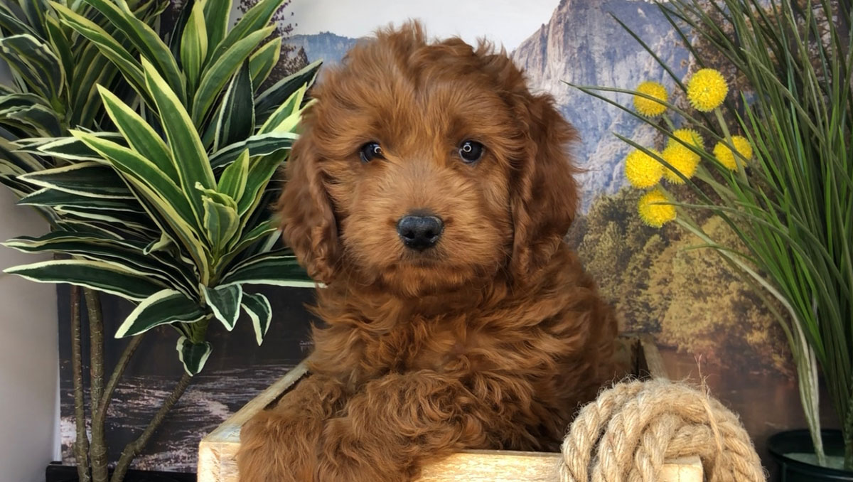 Red Mini Goldendoodle Puppies for sale in Northern California by Stetsons Doodles