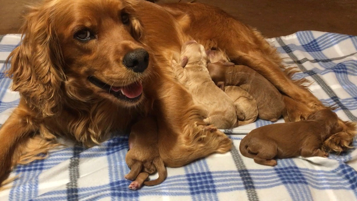 Mini Labradoodle Puppies for sale in Northern California by Stetsons Doodles