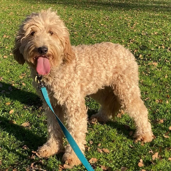 30 pound shop mini goldendoodle