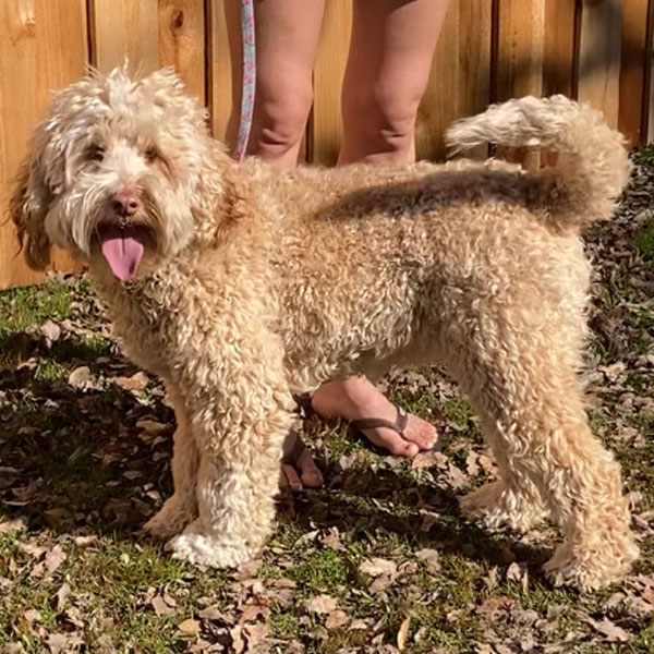 Standard Poodle