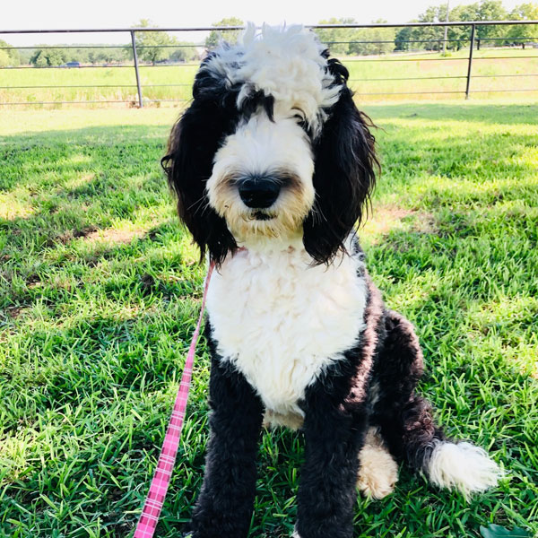 F1 Sheepadoodle