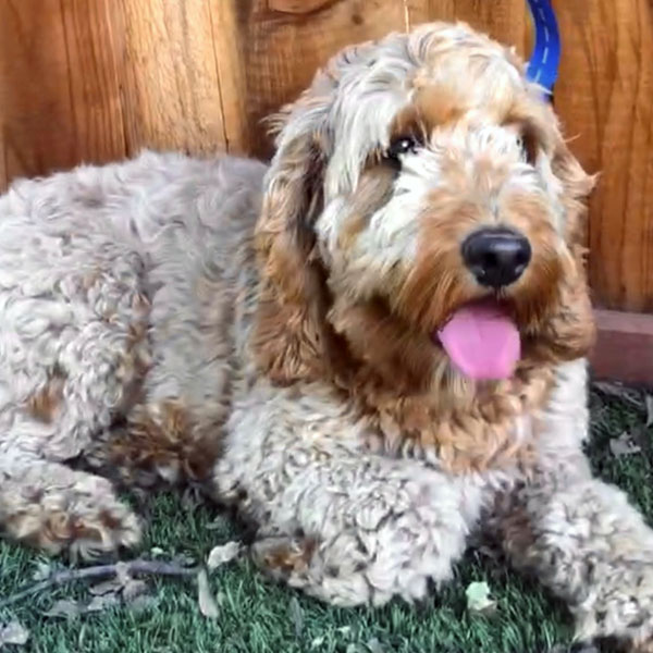 F1B Mini Goldendoodle