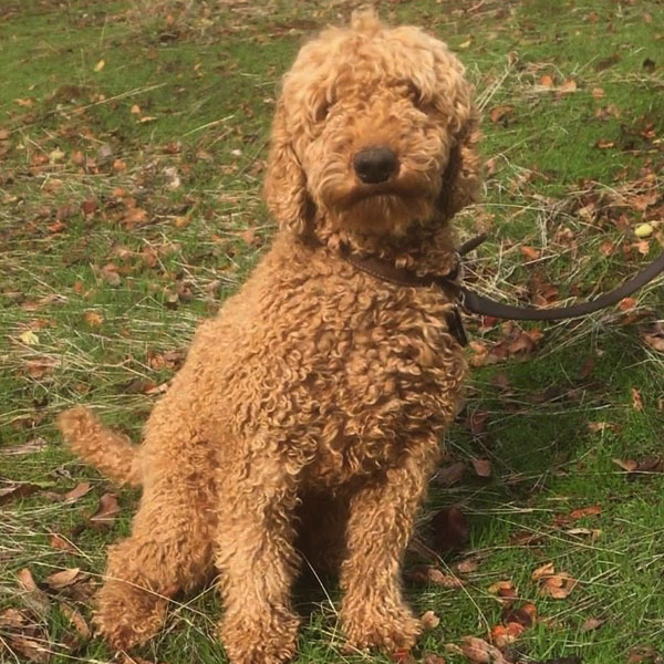 AKC Standard Poodle