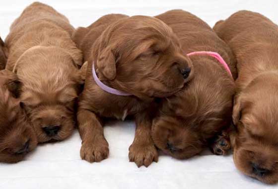 Australian Labradoodle Puppy Schedule