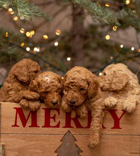 Goldendoodle Puppy