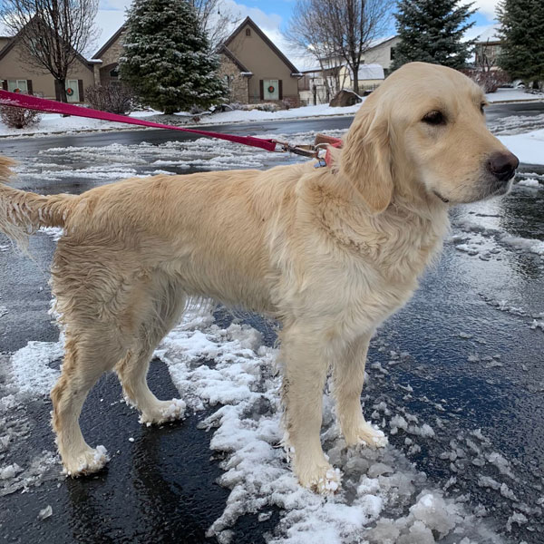 AKC Golden Retriever