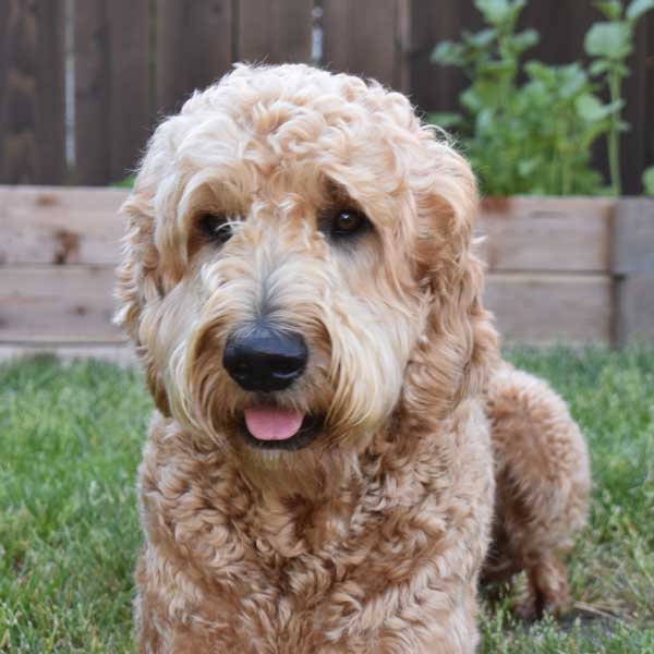 F1 Goldendoodle